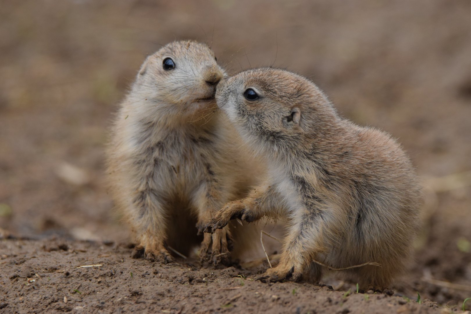 [April 2022] Black-tailed prairie dog (Cynomys ludovicianus) pups kissing