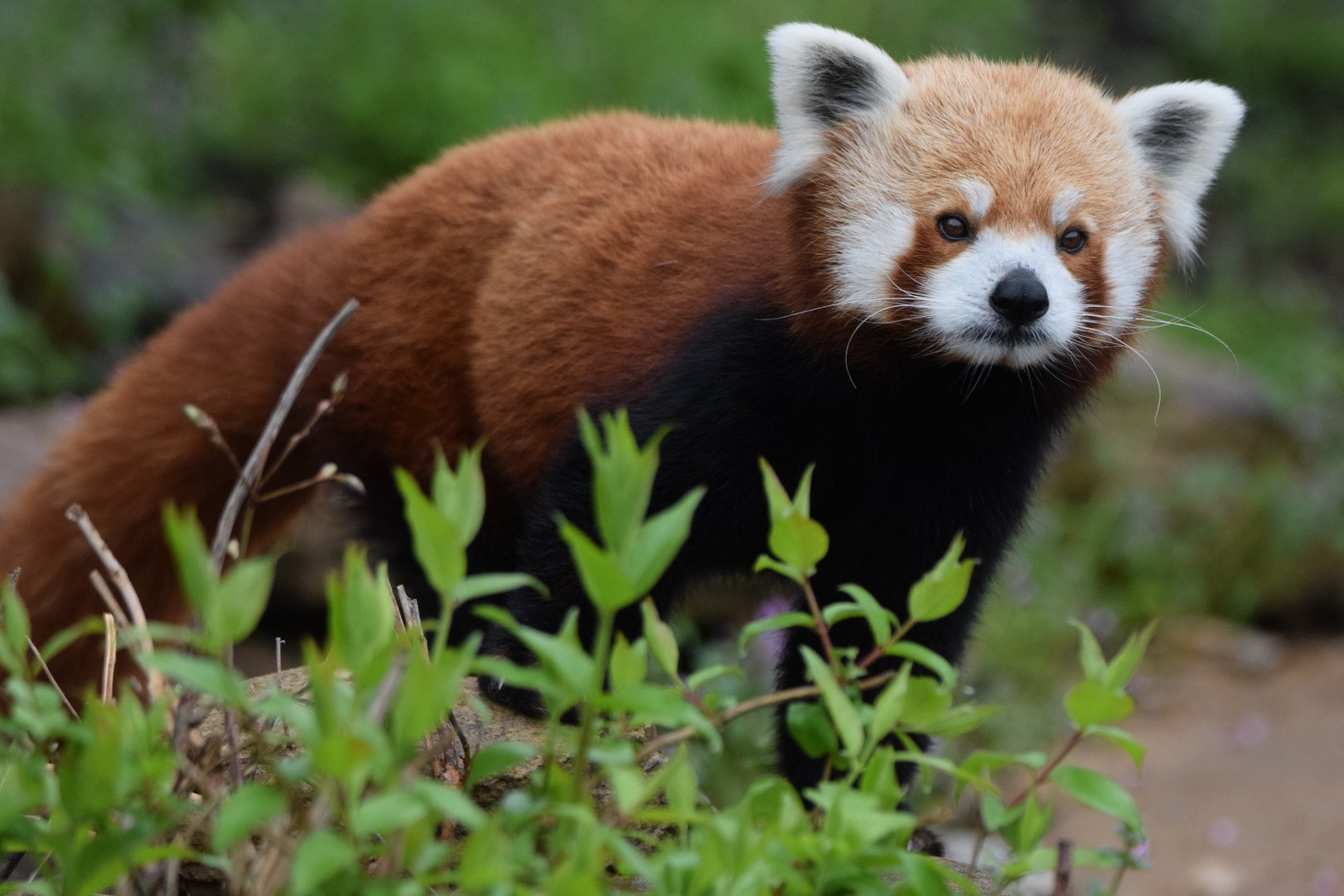 [April 2022] Red panda (Ailurus fulgens)