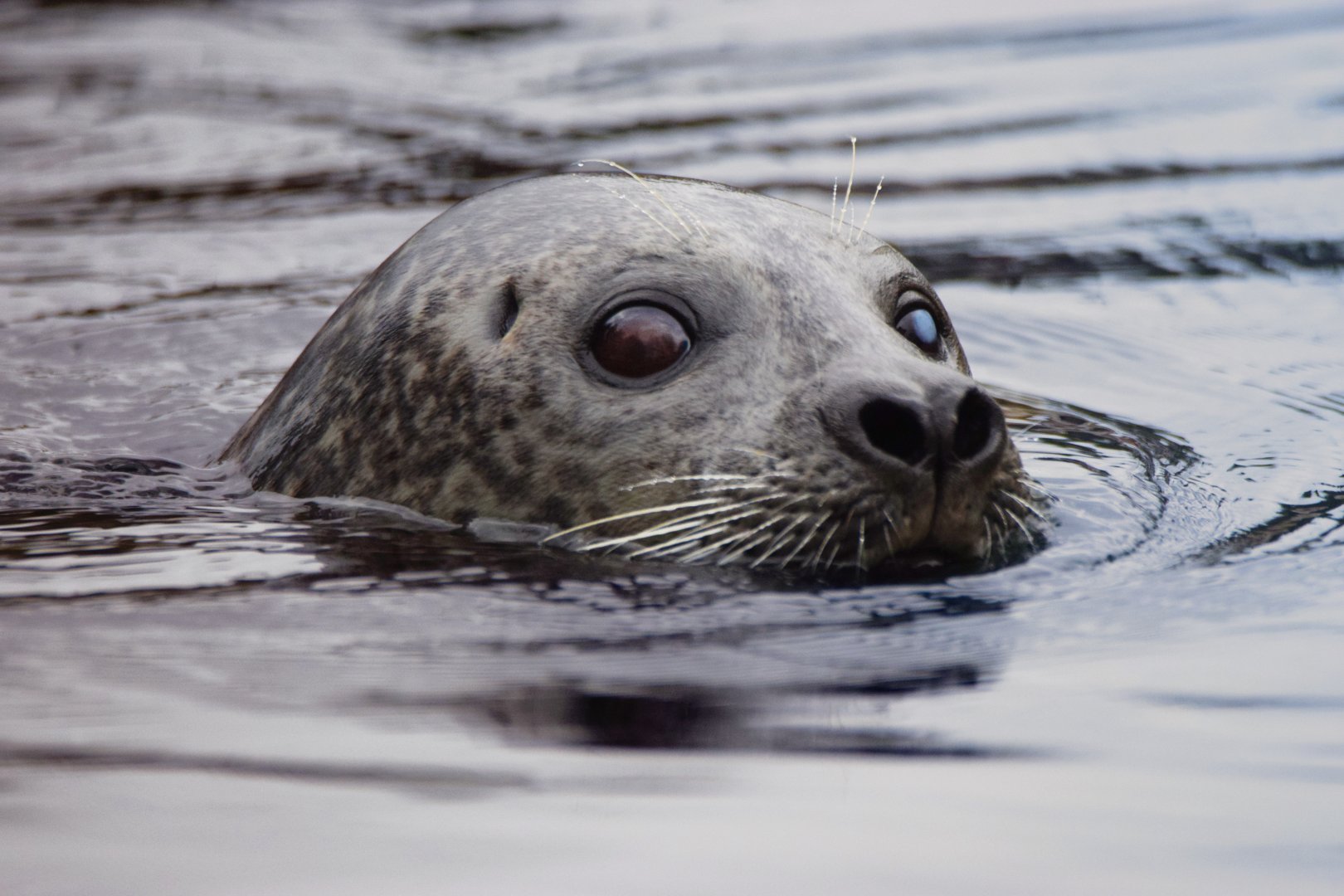 [April 2022] Sea Lion Sound- harbor seal (Phoca vitulina)