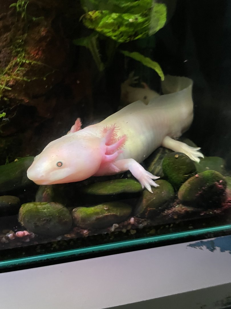April 2023 - Axolotl