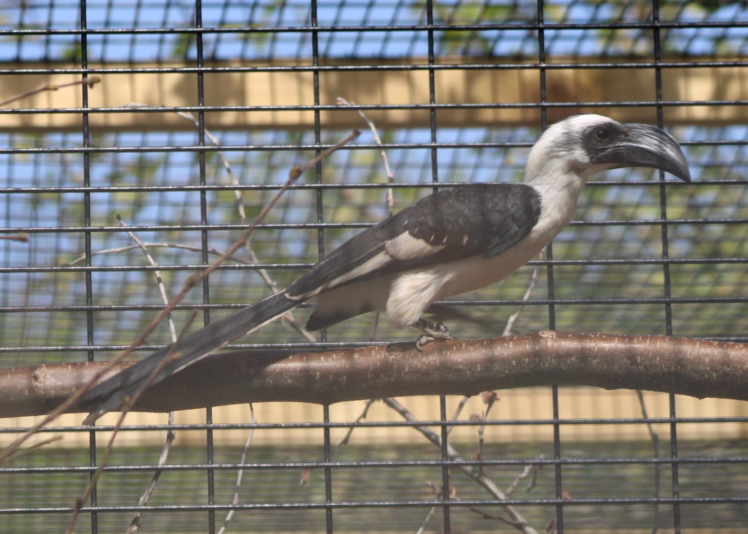 April 22 2019on der Decken's hornbill