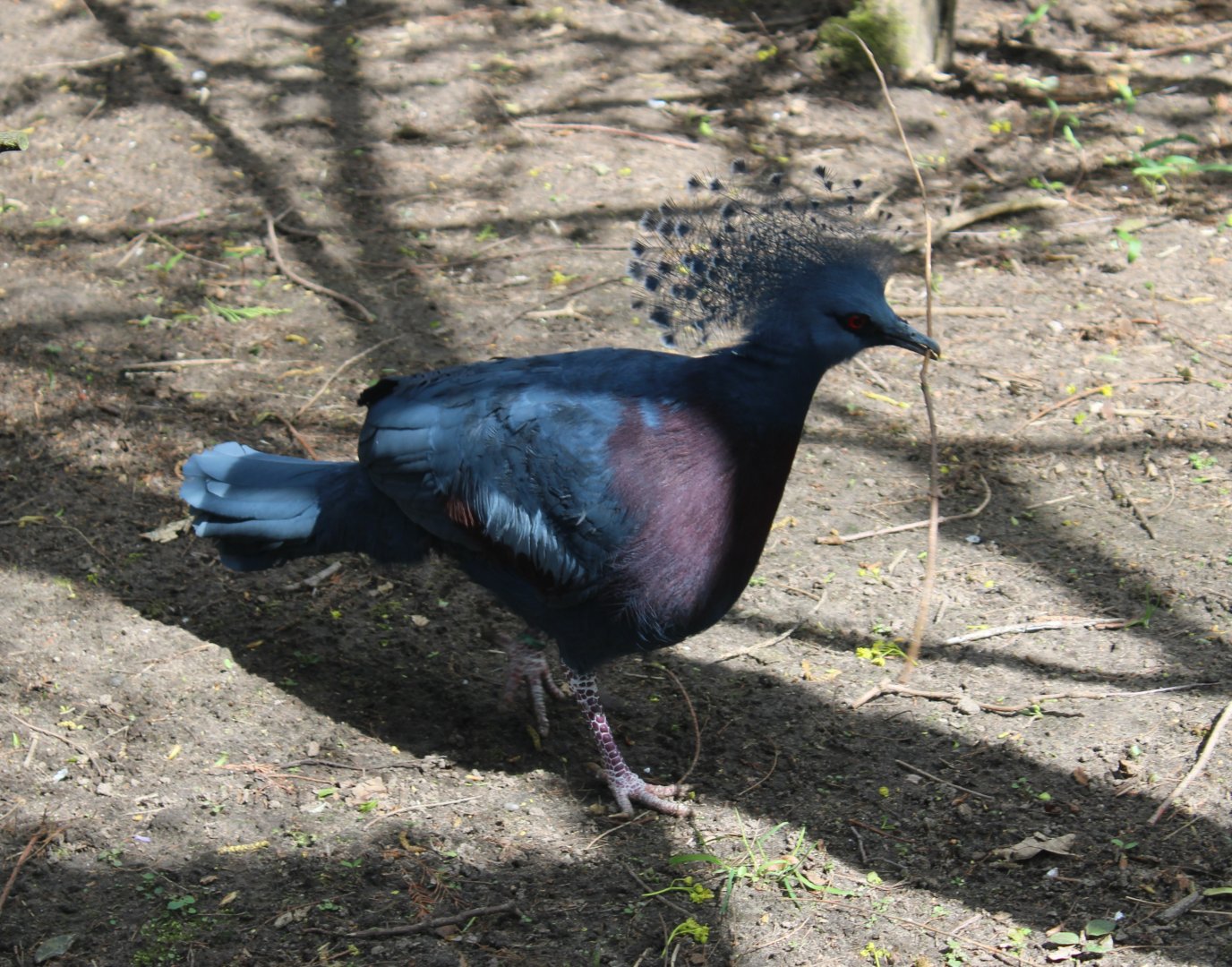 April 9 2022ictoria crowned pigeon
