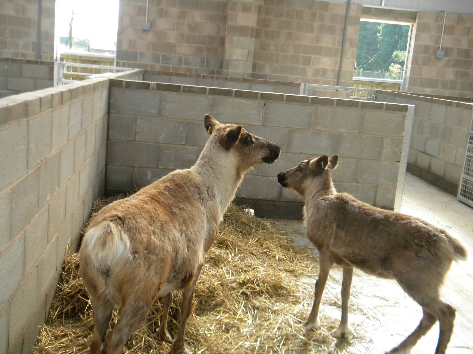 April and Frances the Reindeer at Blackpool Zoo 10th April 2011