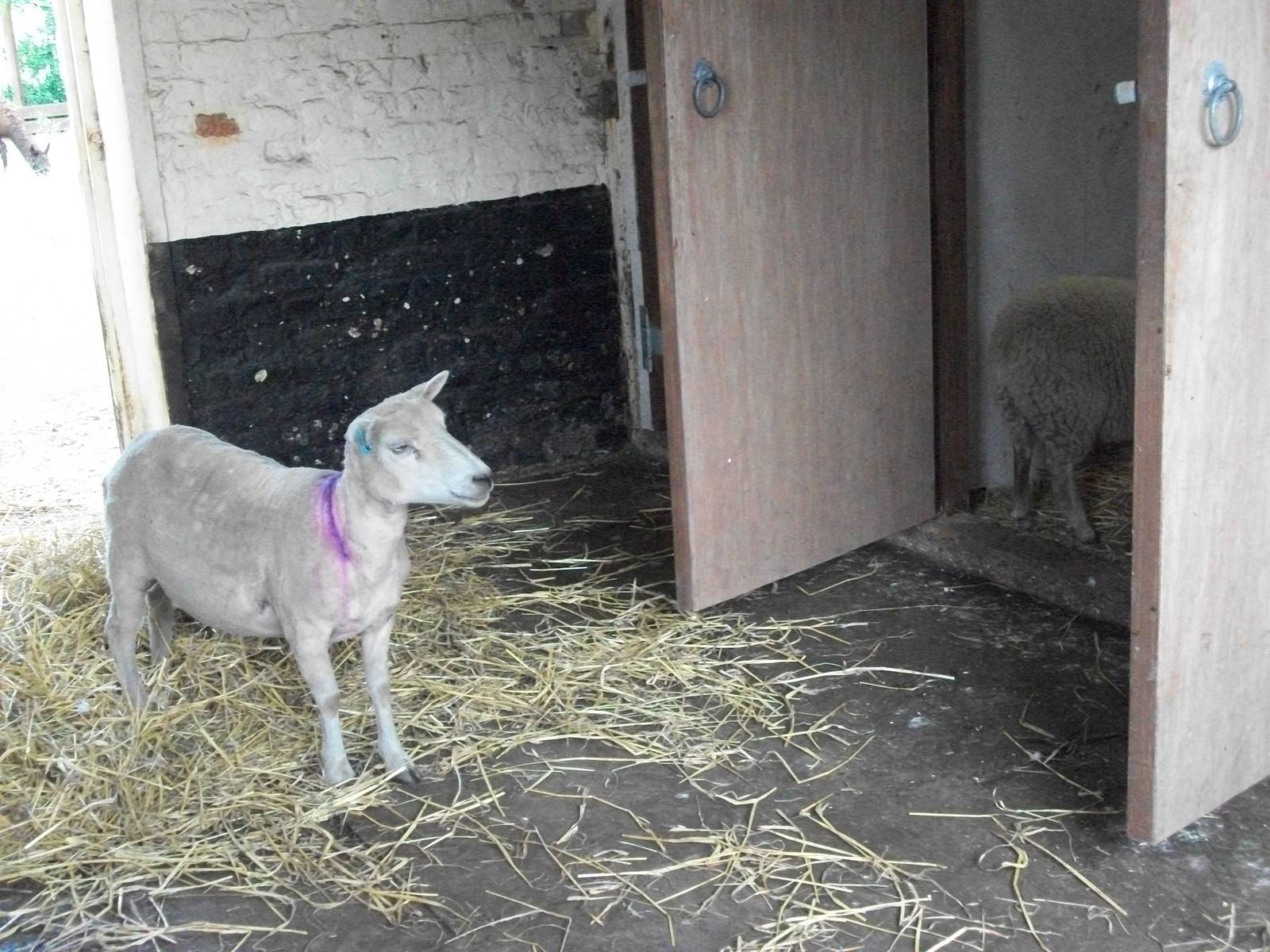 April investigates the hay store while her mother keeps watch, 20th July 20
