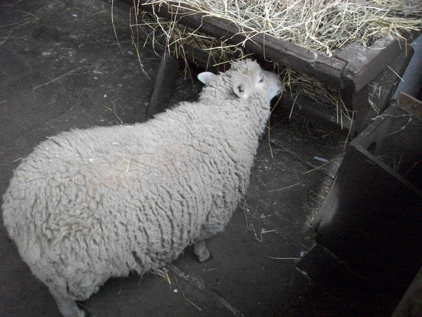 April is hungry again, 8th September 2014