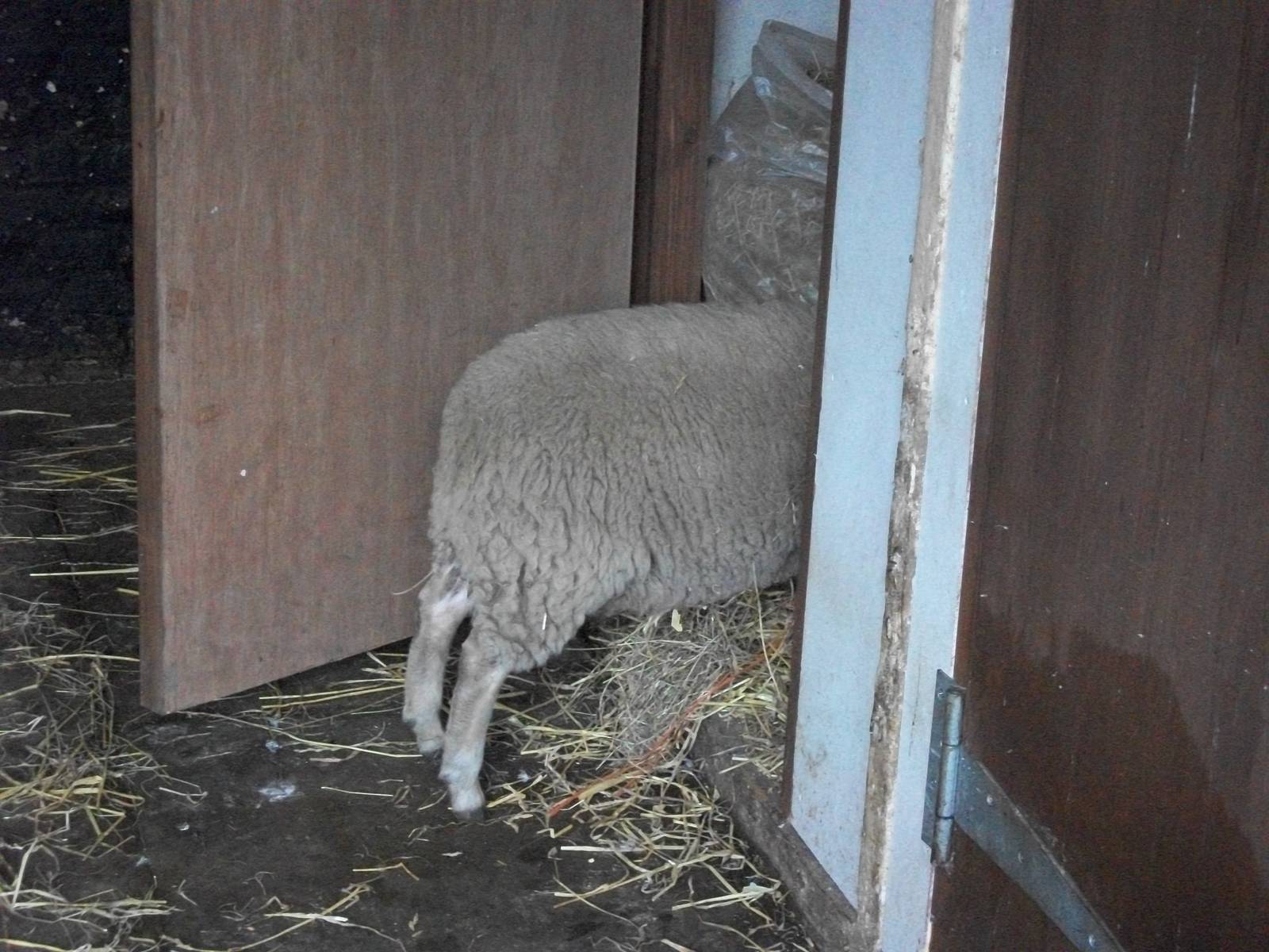April is in the hay shed again, 2nd August 2014