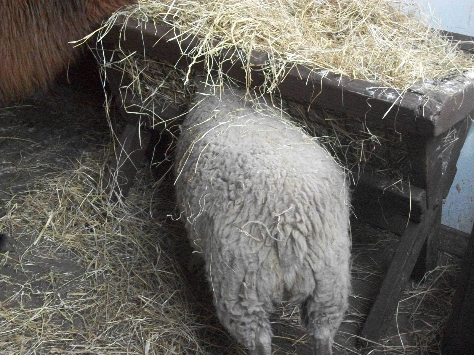 April likes the hayrack, 29th August 2014