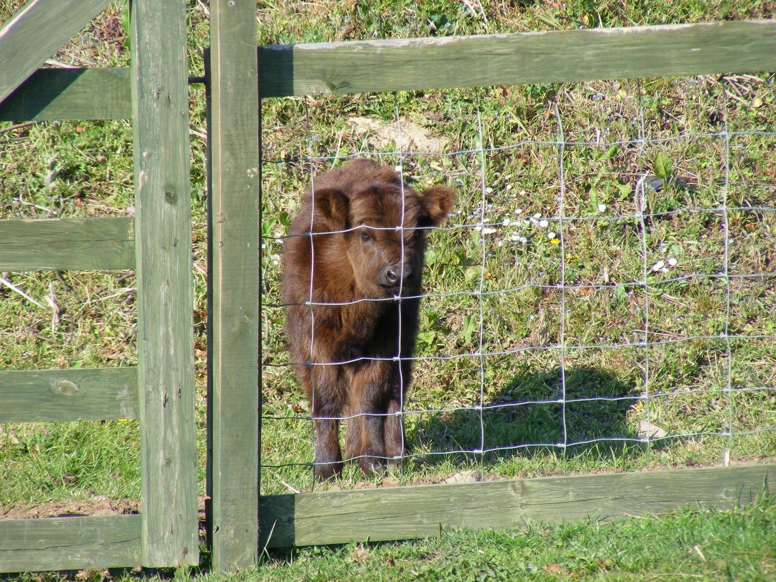 April the Highland cow at Fife Animal Park, 18 May 2010