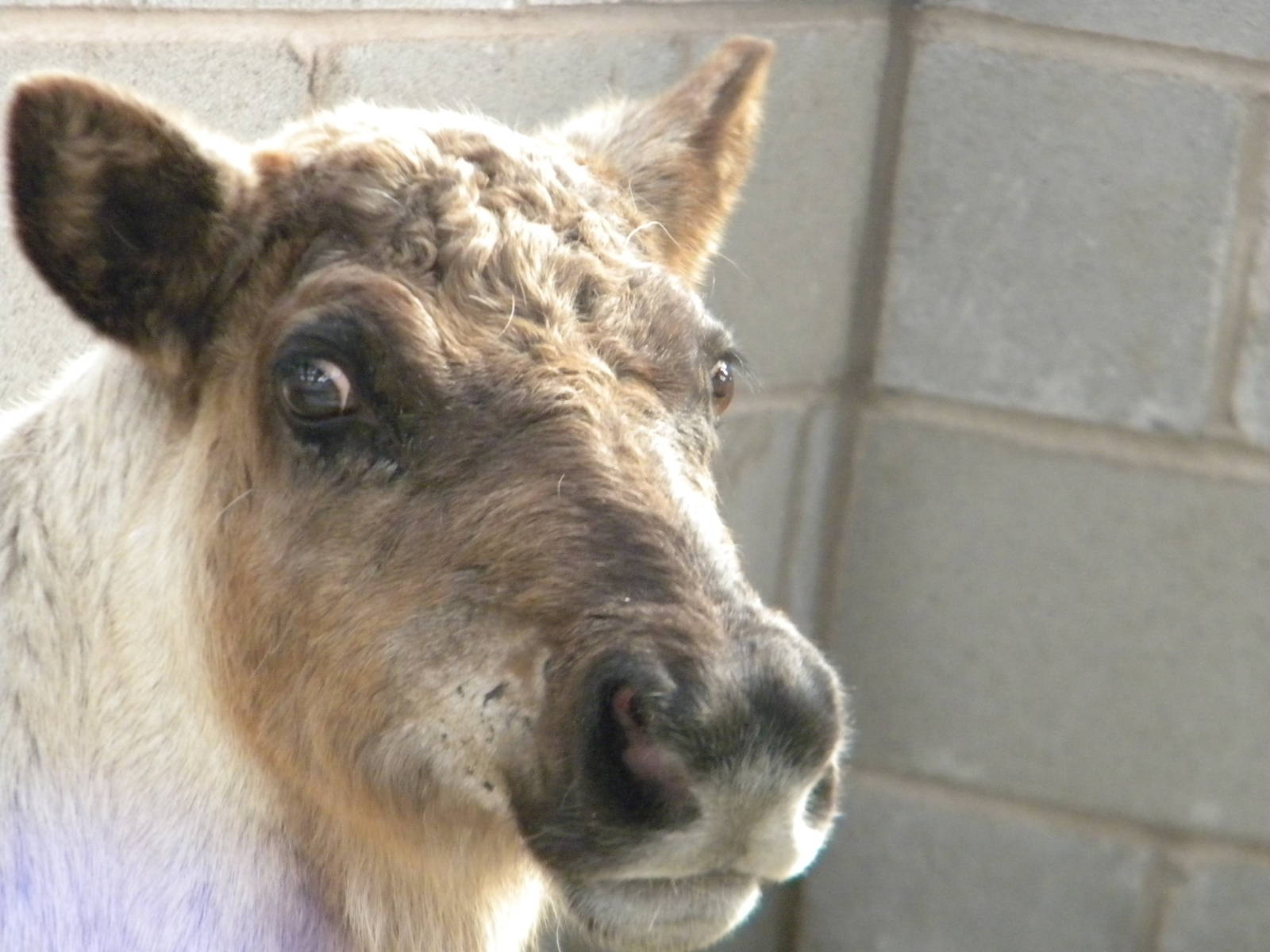 April the Reindeer at Blackpool Zoo 10th April 2011