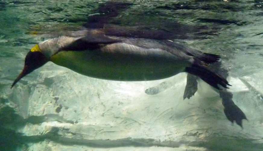 Aptenodytes Patagonicus 2 (22-7-17 Faunia)