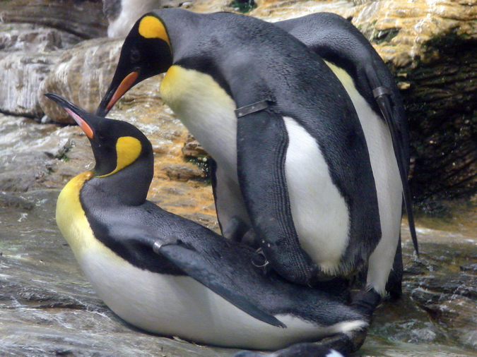 Aptenodytes patagonicus / King penguin (copulation)