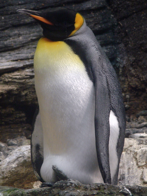 Aptenodytes patagonicus / King penguin