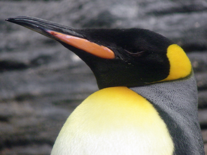 Aptenodytes patagonicus / King penguin