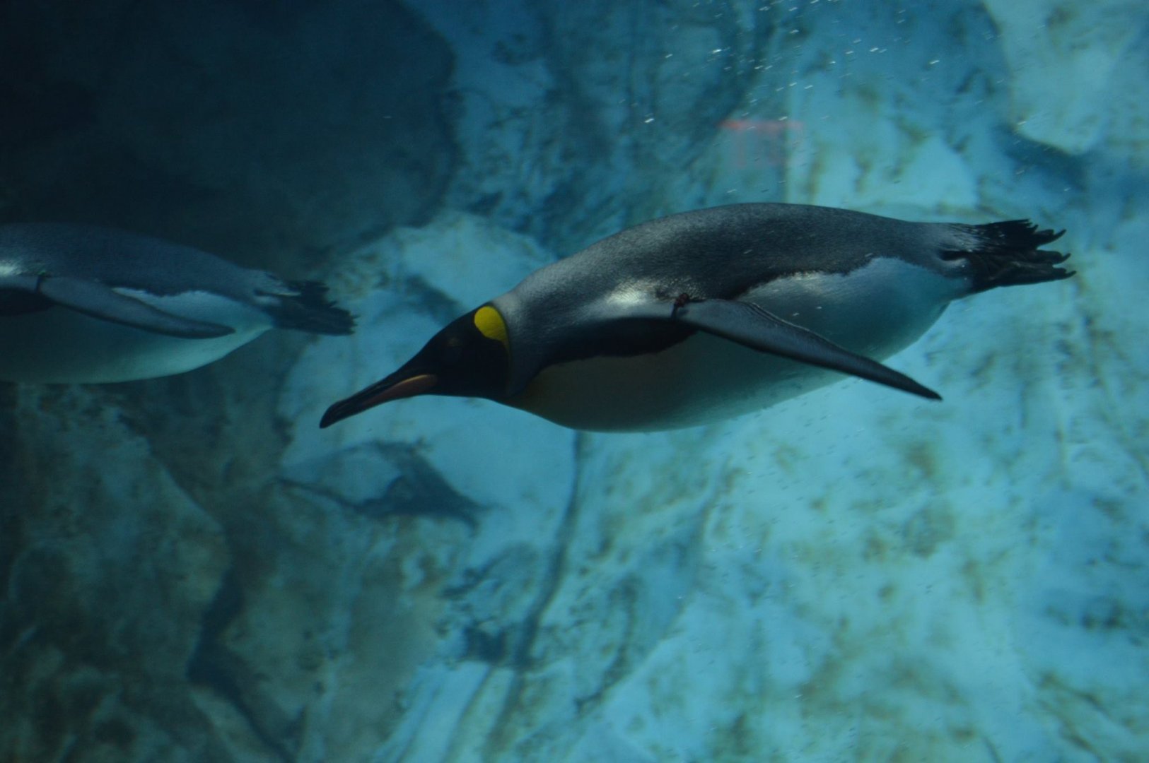 Aptenodytes patagonicus (patagonicus?)