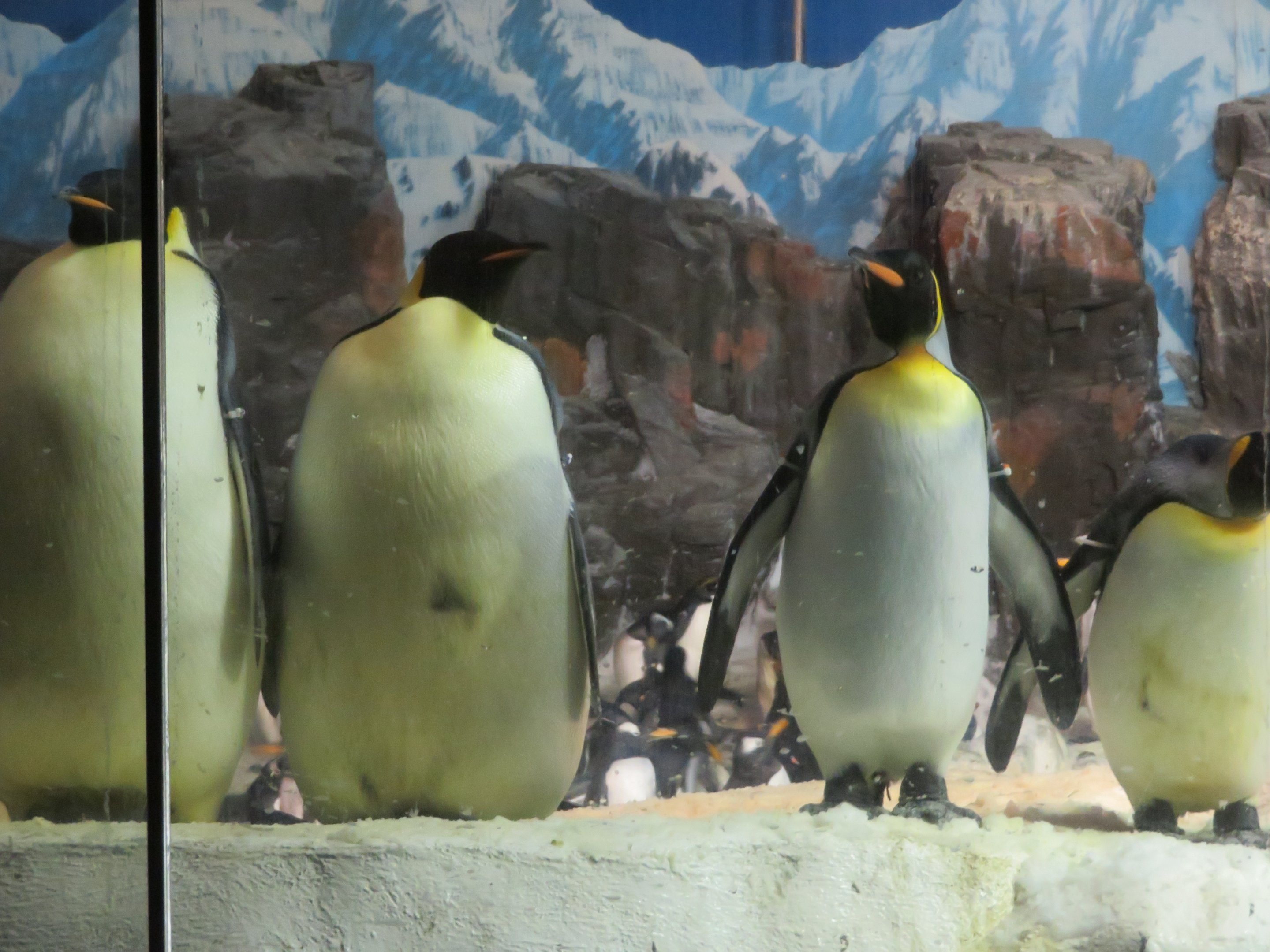 Aptenodytes Penguin (Emperor vs King) Comparison