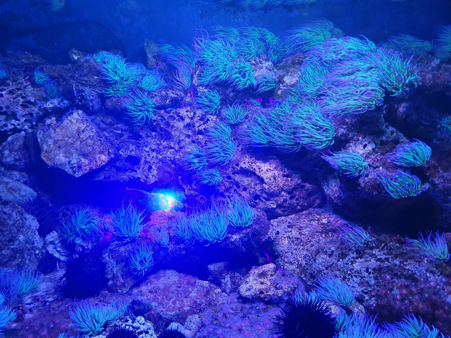 Aptly named "Blue tank"