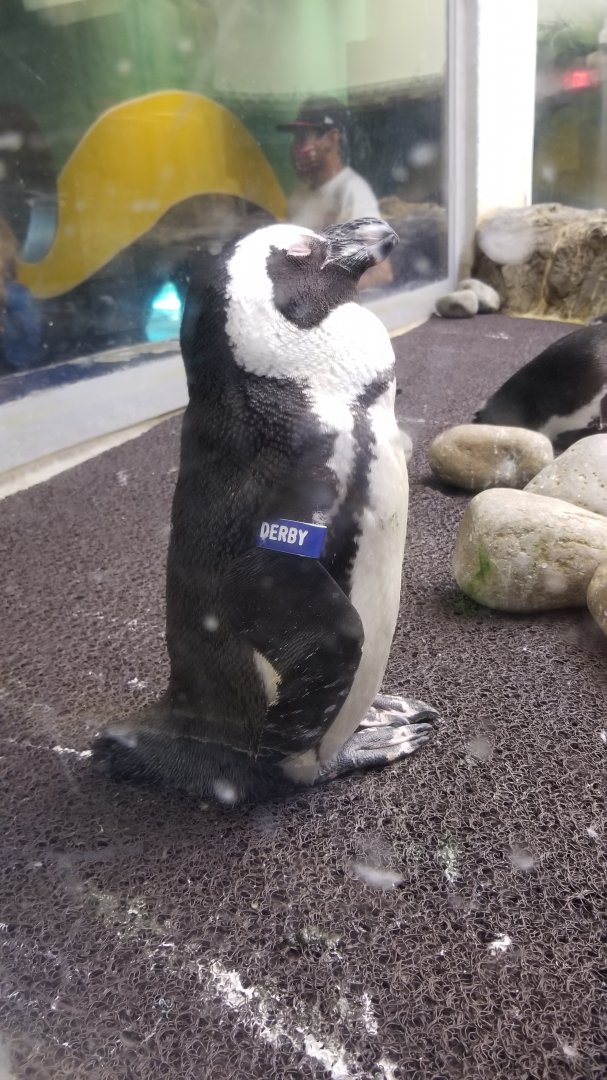 Aq of the Smokies - African Penguin