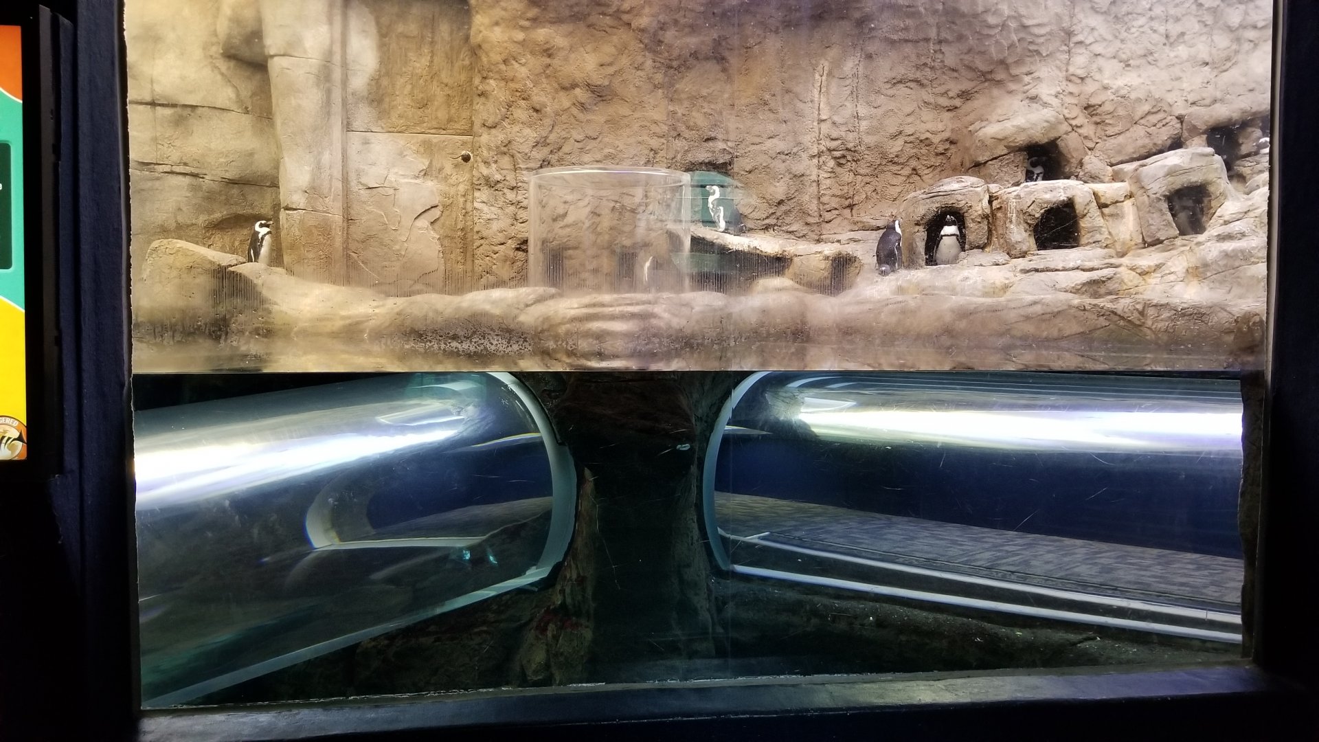 Aq of the Smokies - African Penguins, children tunnels (closed due to covid)