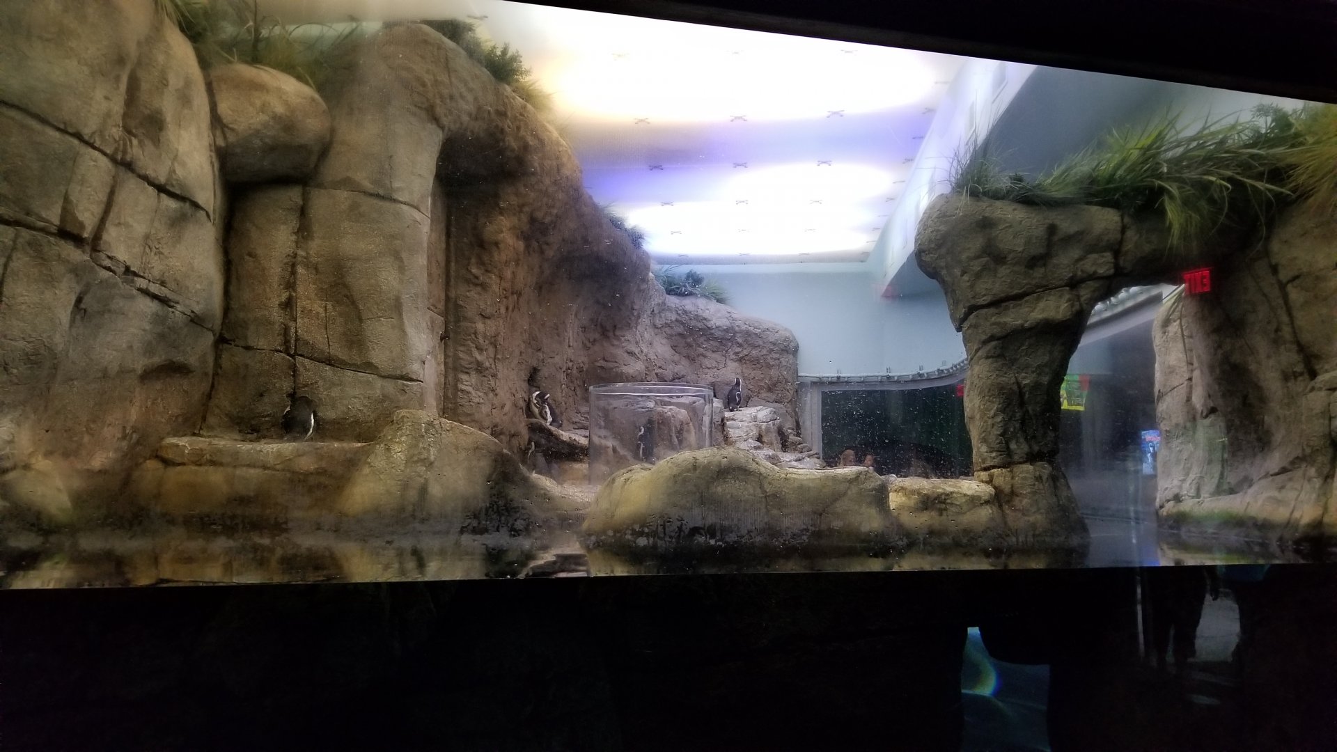 Aq of the Smokies - African Penguins, indoors