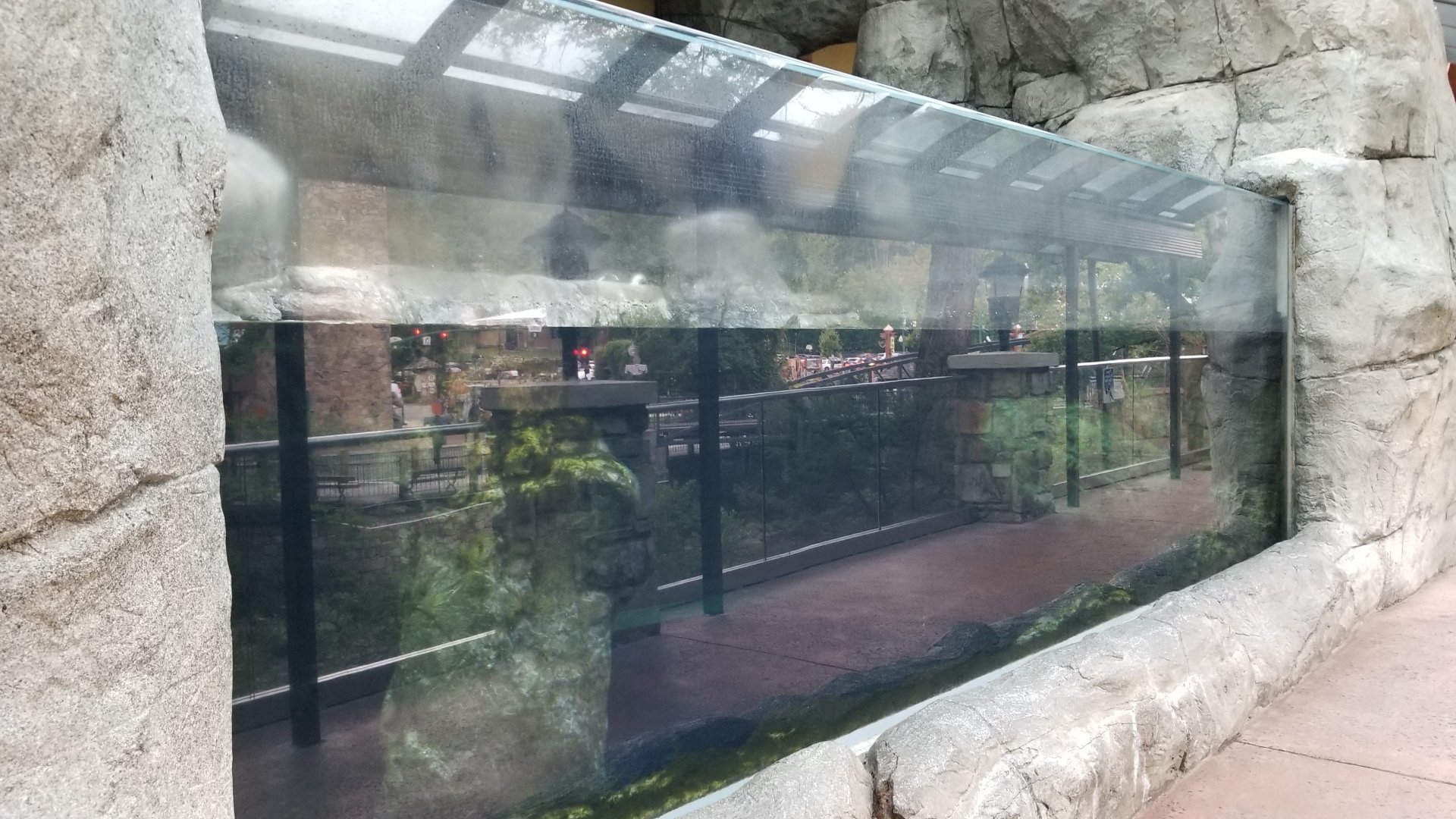 Aq of the Smokies - African penguins, outdoors