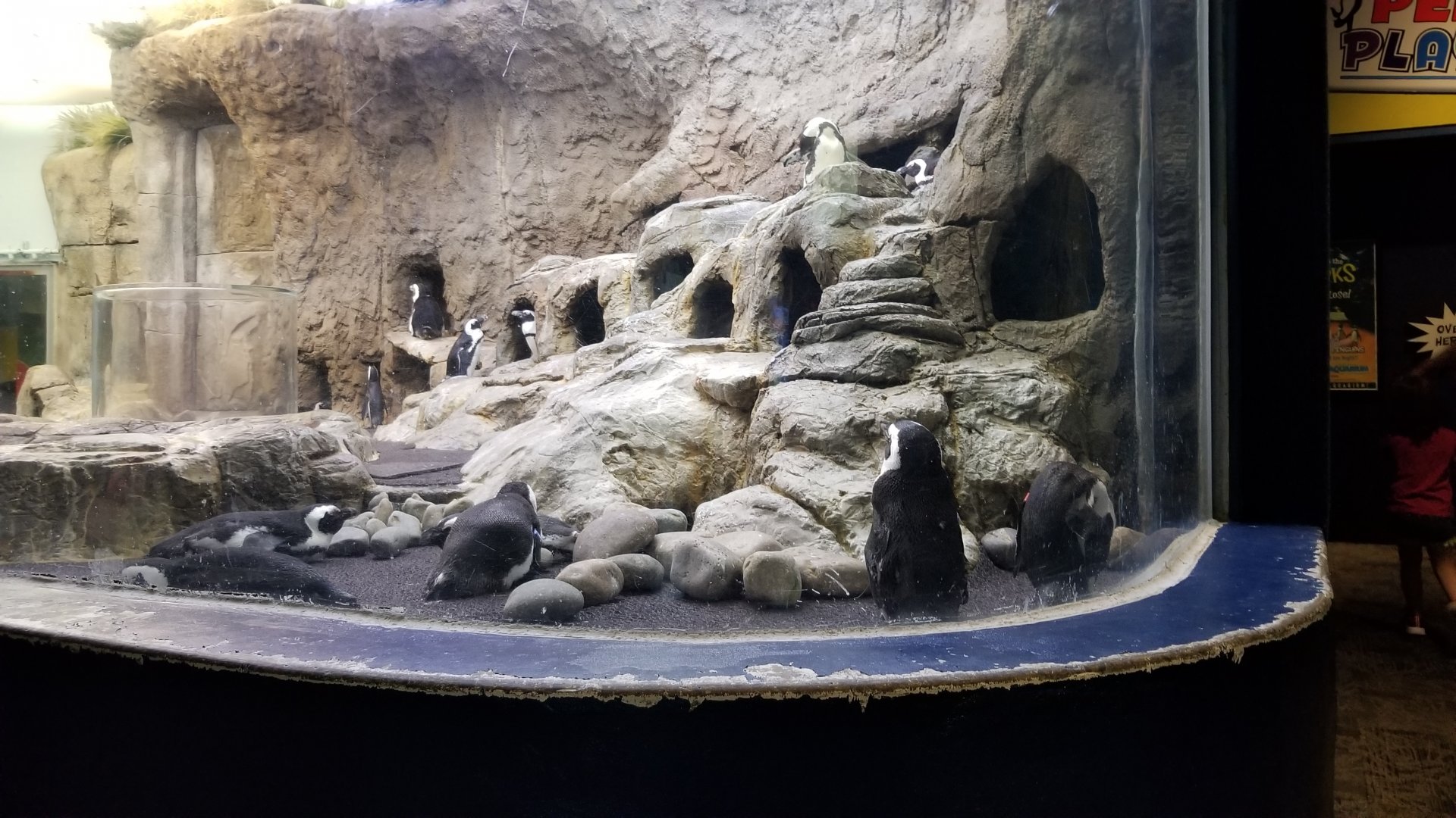 Aq of the Smokies - African Penguins