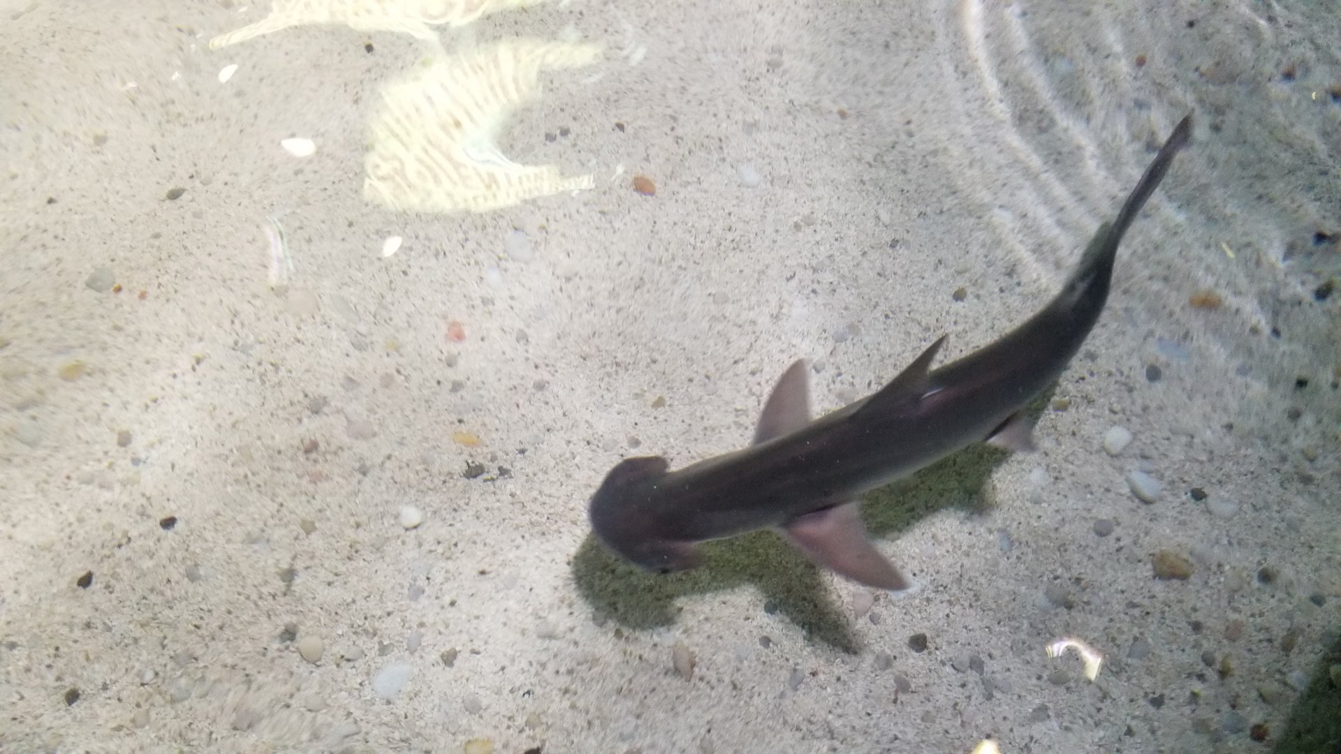 Aq of the Smokies - Bonnethead
