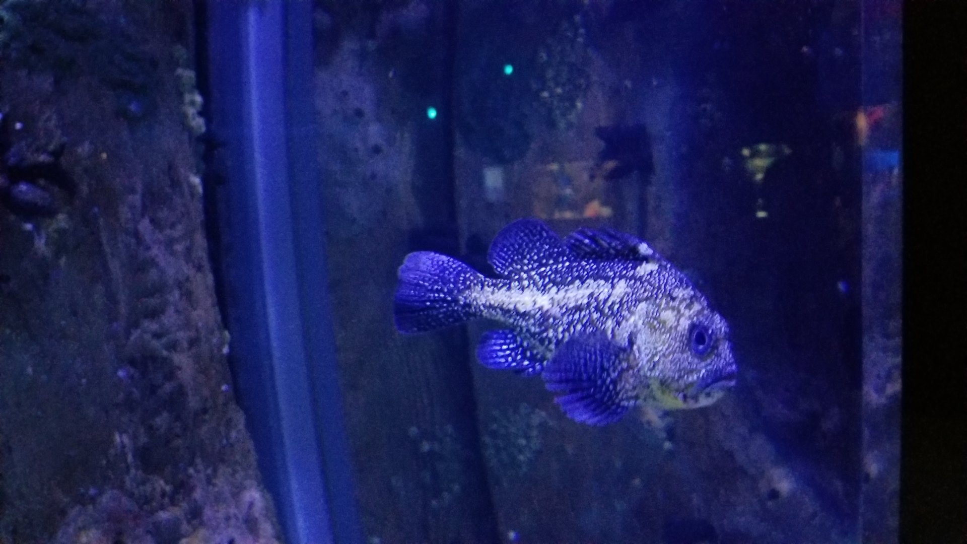 Aq of the Smokies - China Rockfish