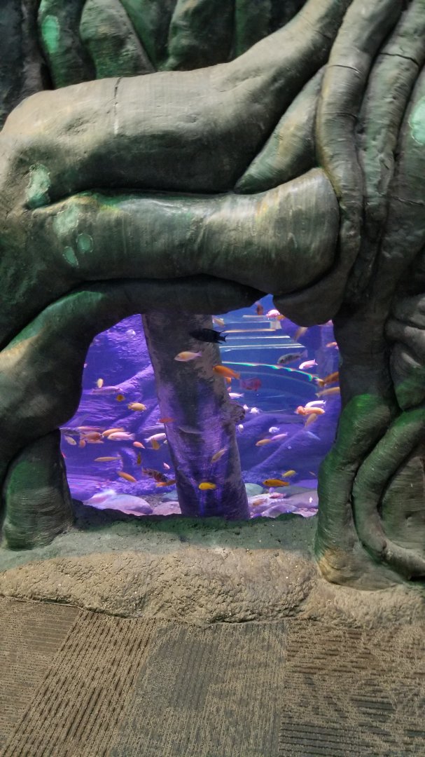 Aq of the Smokies - Cichlid tree tank