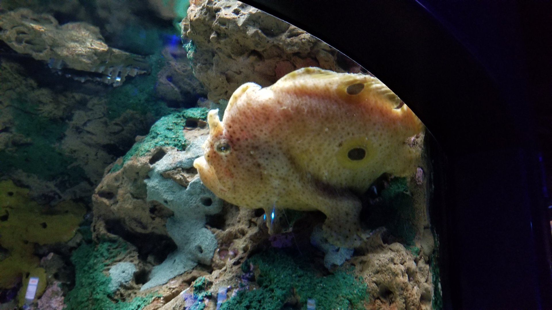 Aq of the Smokies - Commerson's Frogfish