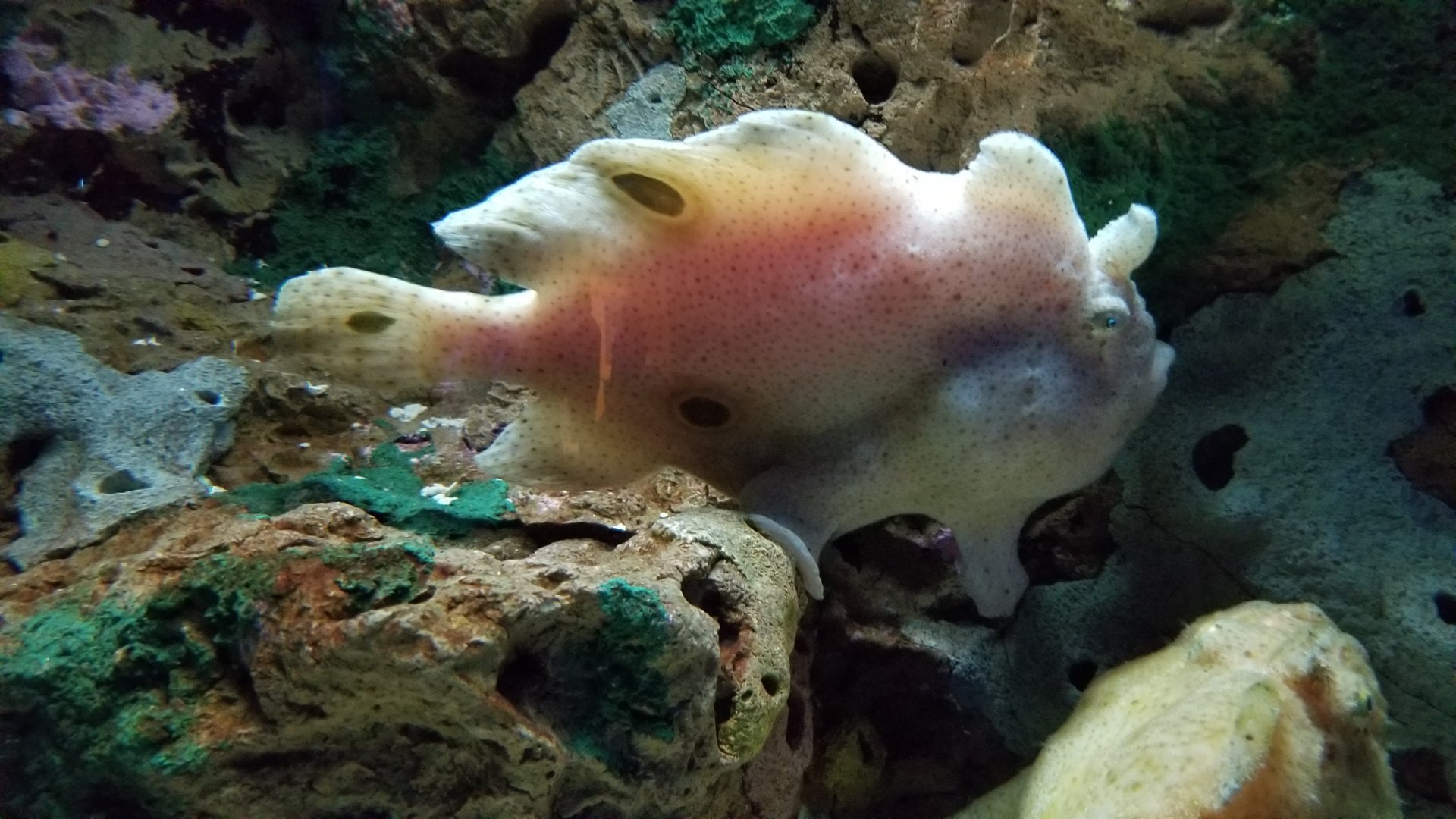 Aq of the Smokies - Commerson's Frogfish