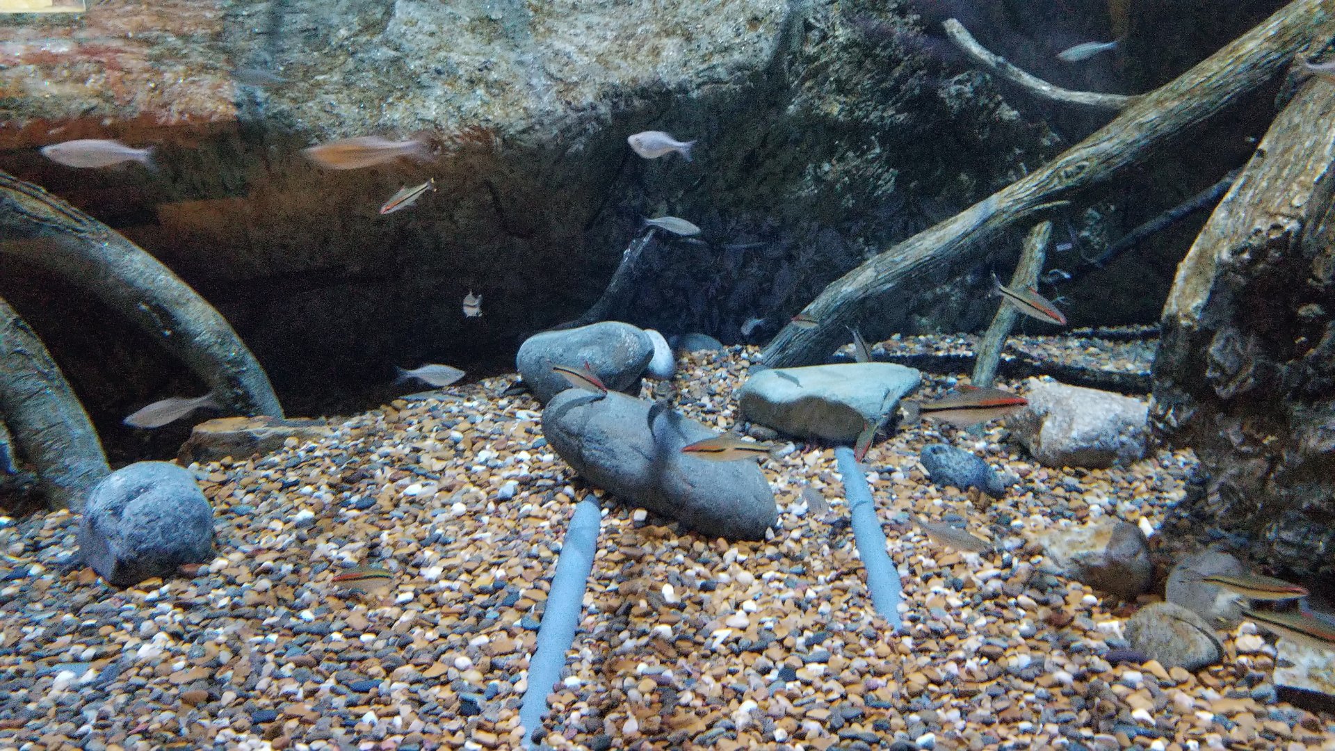 Aq of the Smokies - Curious Creatures - Burmese Python exhibit, glass catfish