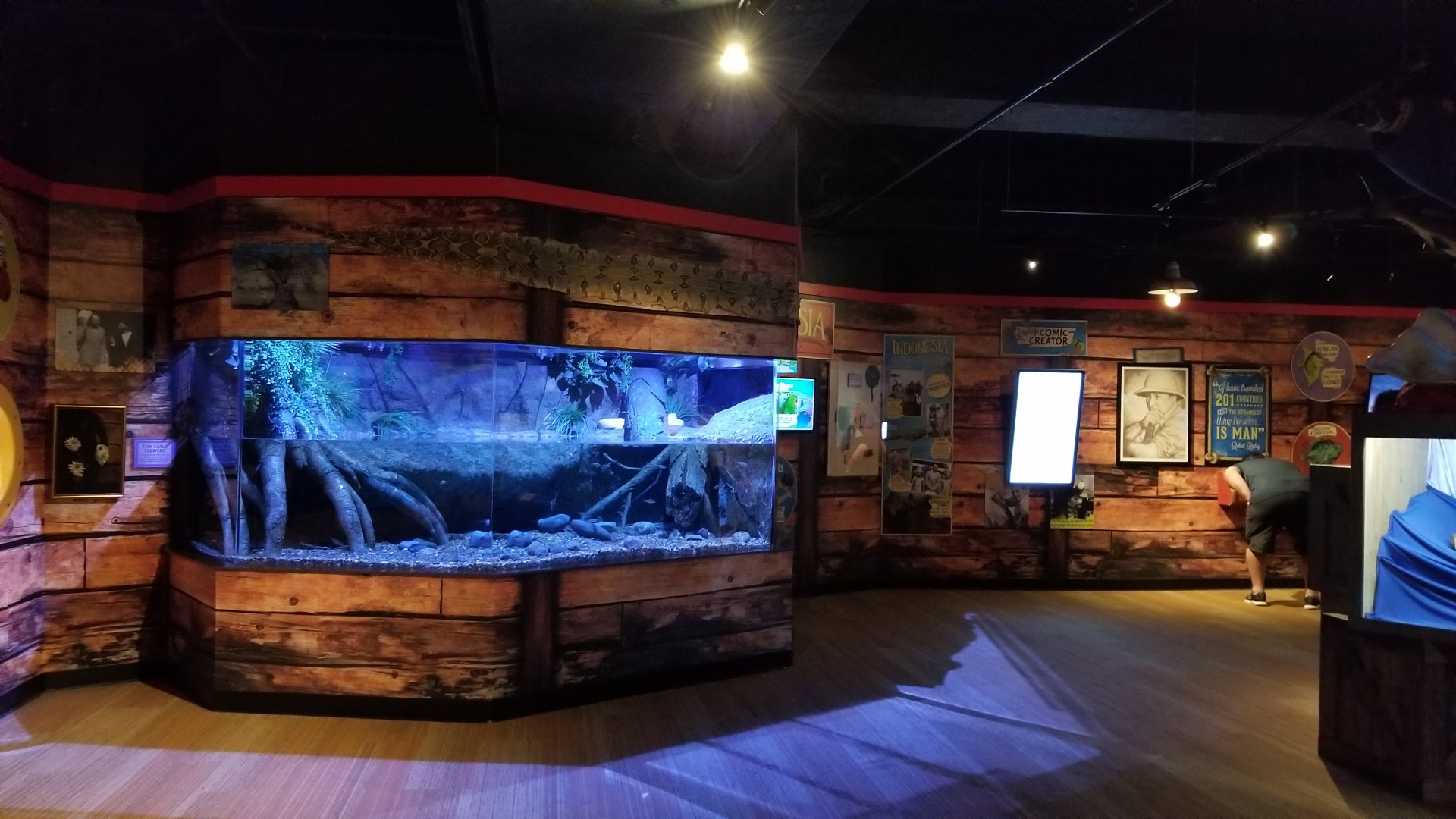 Aq of the Smokies - Curious Creatures - Burmese Python exhibit