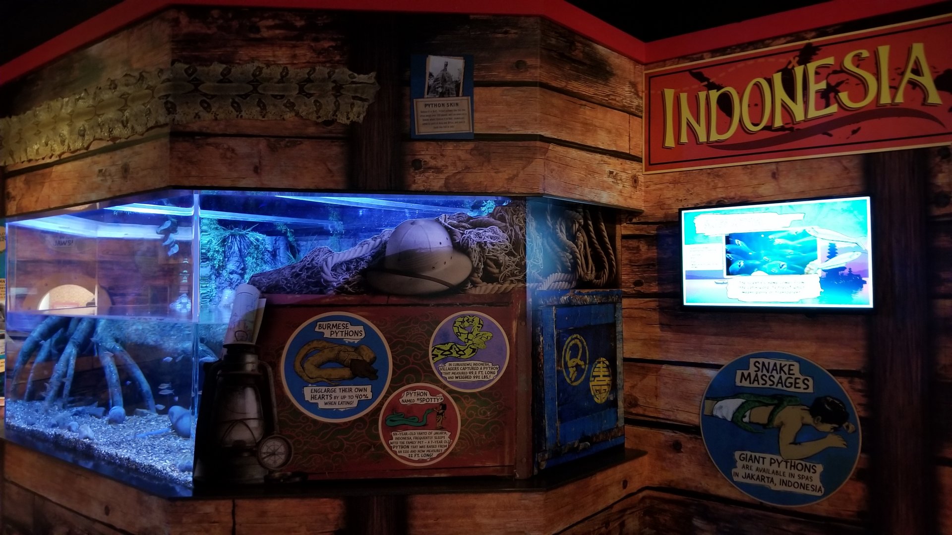 Aq of the Smokies - Curious Creatures - Burmese Python exhibit