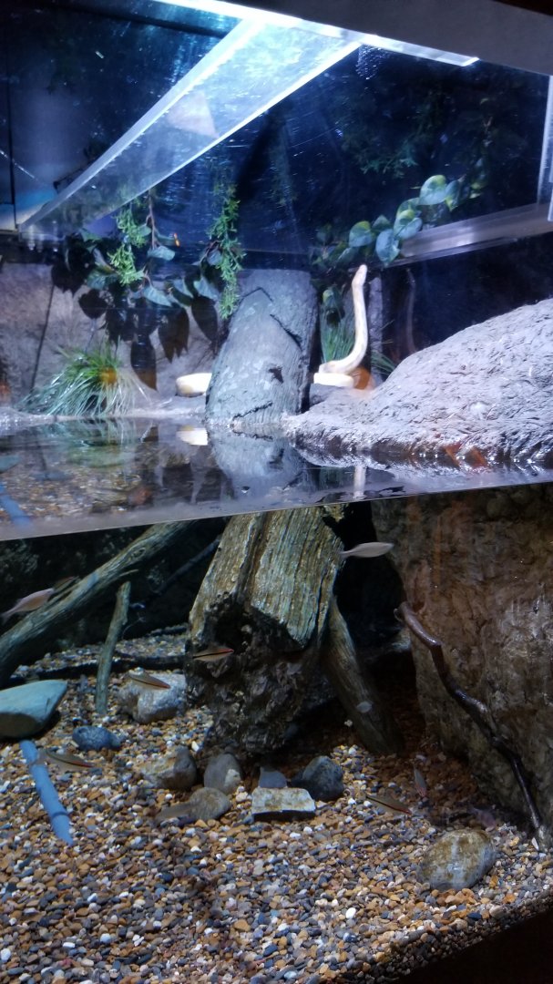 Aq of the Smokies - Curious Creatures - Burmese Python exhibit