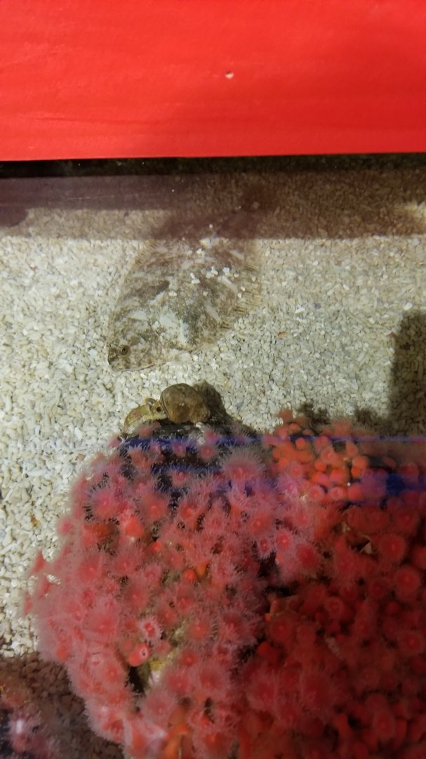 Aq of the Smokies - Curious Creatures - flatfish id?