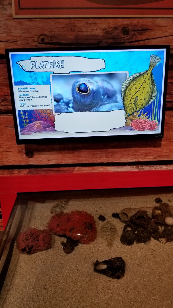 Aq of the Smokies - Curious Creatures - Flatfish