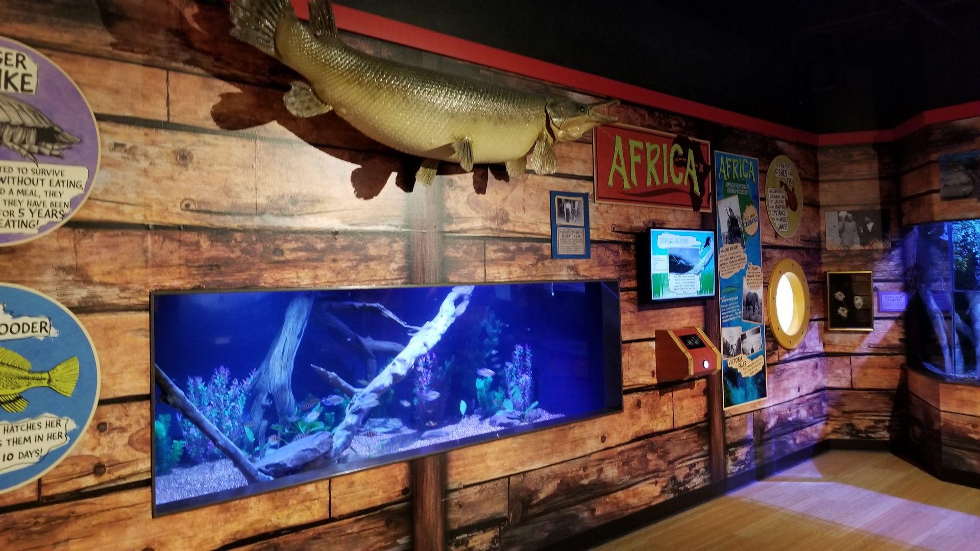 Aq of the Smokies - Curious Creatures - Lungfish tank