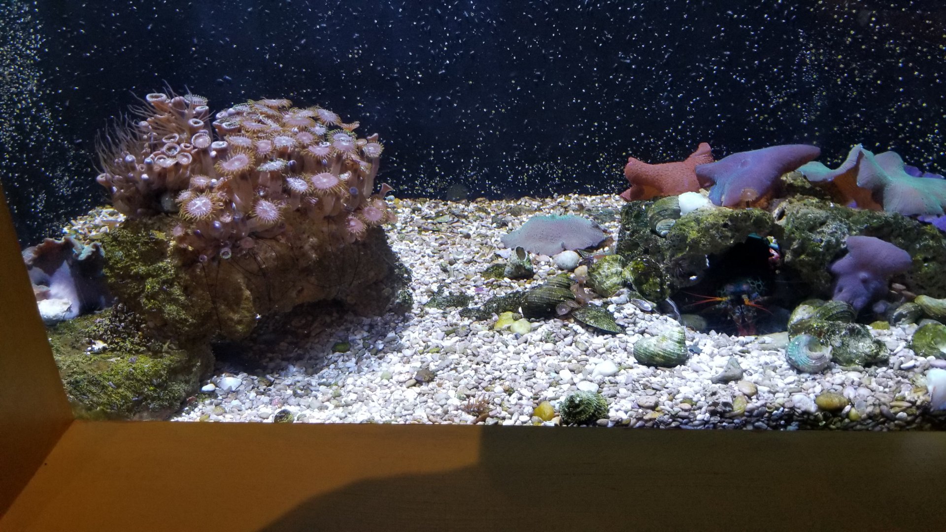 Aq of the Smokies - Curious Creatures - Peacock Mantis Shrimp