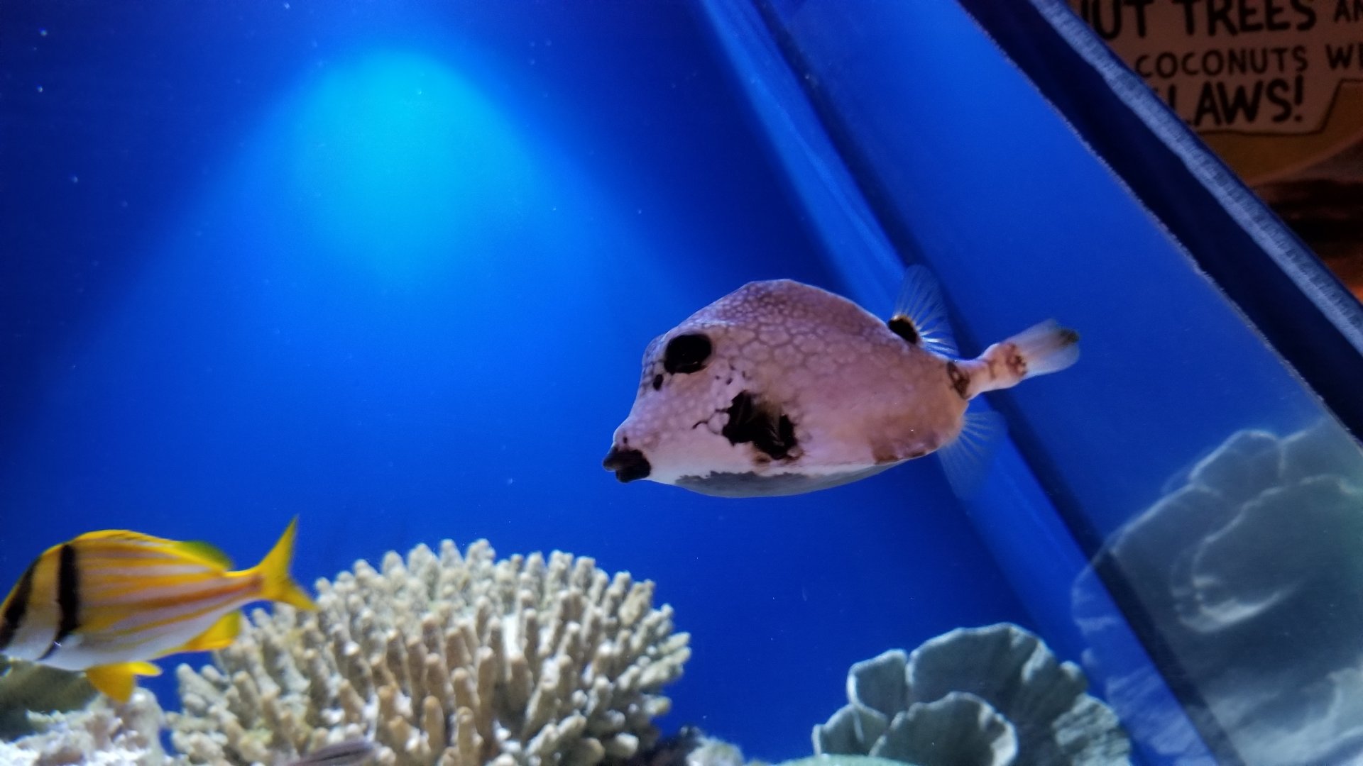 Aq of the Smokies - Curious Creatures - Spotted Trunkfish