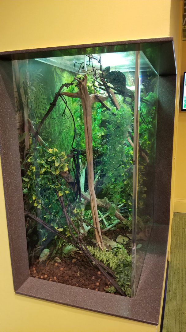 Aq of the Smokies - Curious Creatures - Veiled Chameleon