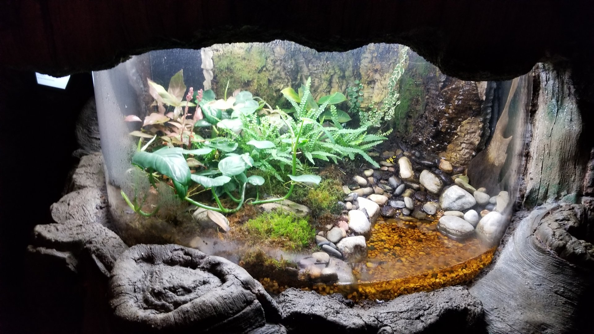 Aq of the Smokies - Dart Frog tank, saw bumblebee and green & black