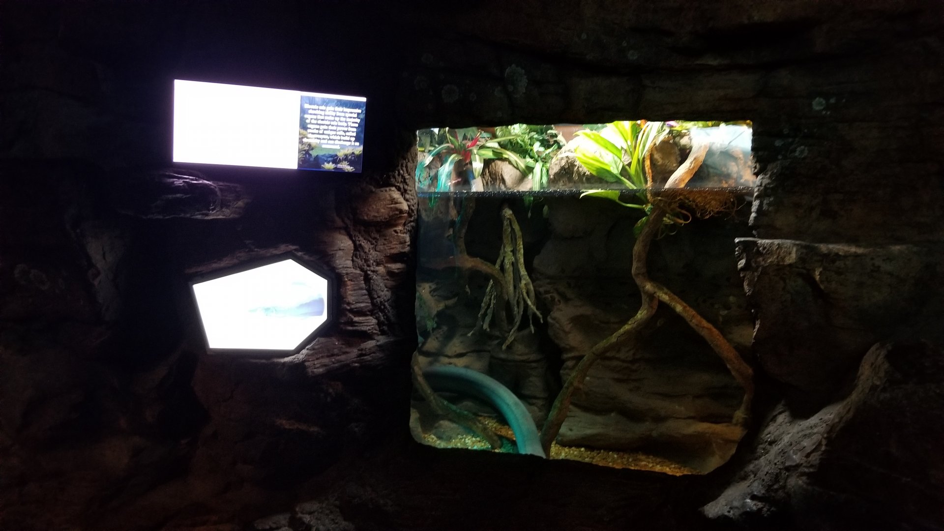 Aq of the Smokies - Electric eel tank