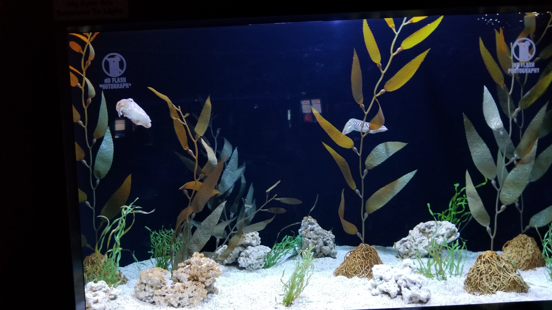 Aq of the Smokies - European Cuttlefish tank