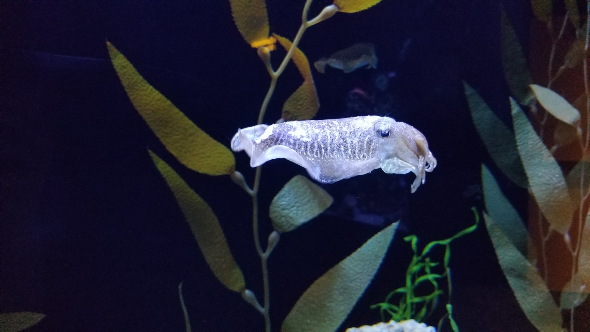 Aq of the Smokies - European cuttlefish