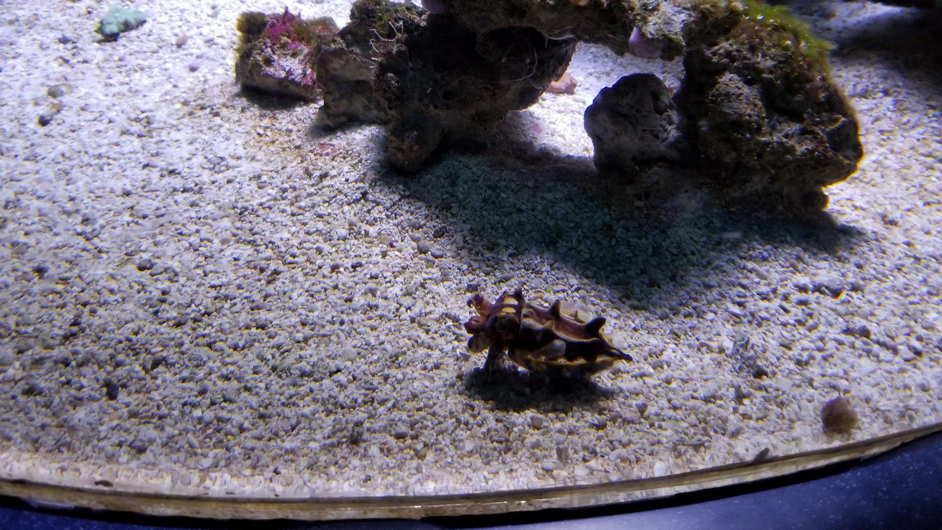 Aq of the Smokies - Flamboyant Cuttlefish in garden eel tank