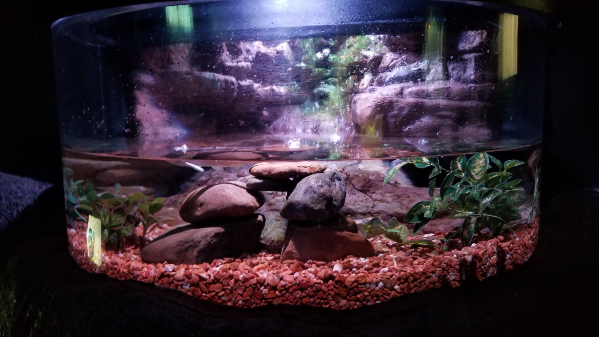 Aq of the Smokies - Four-eyed Fish tank