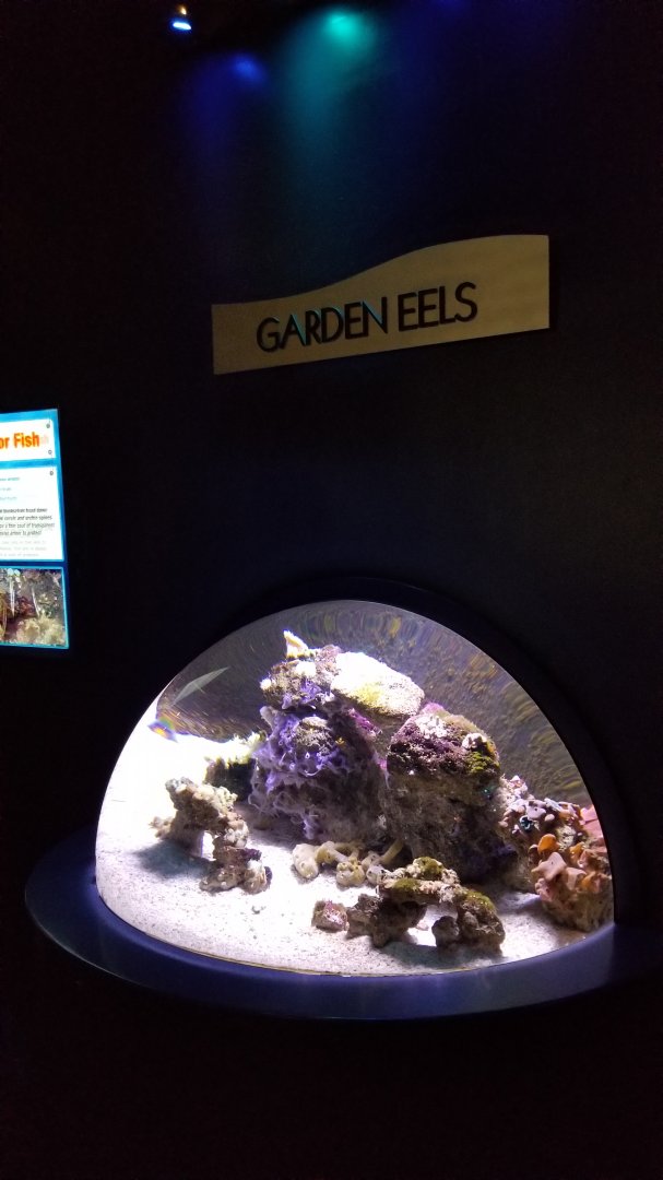 Aq of the Smokies - Garden Eel tank