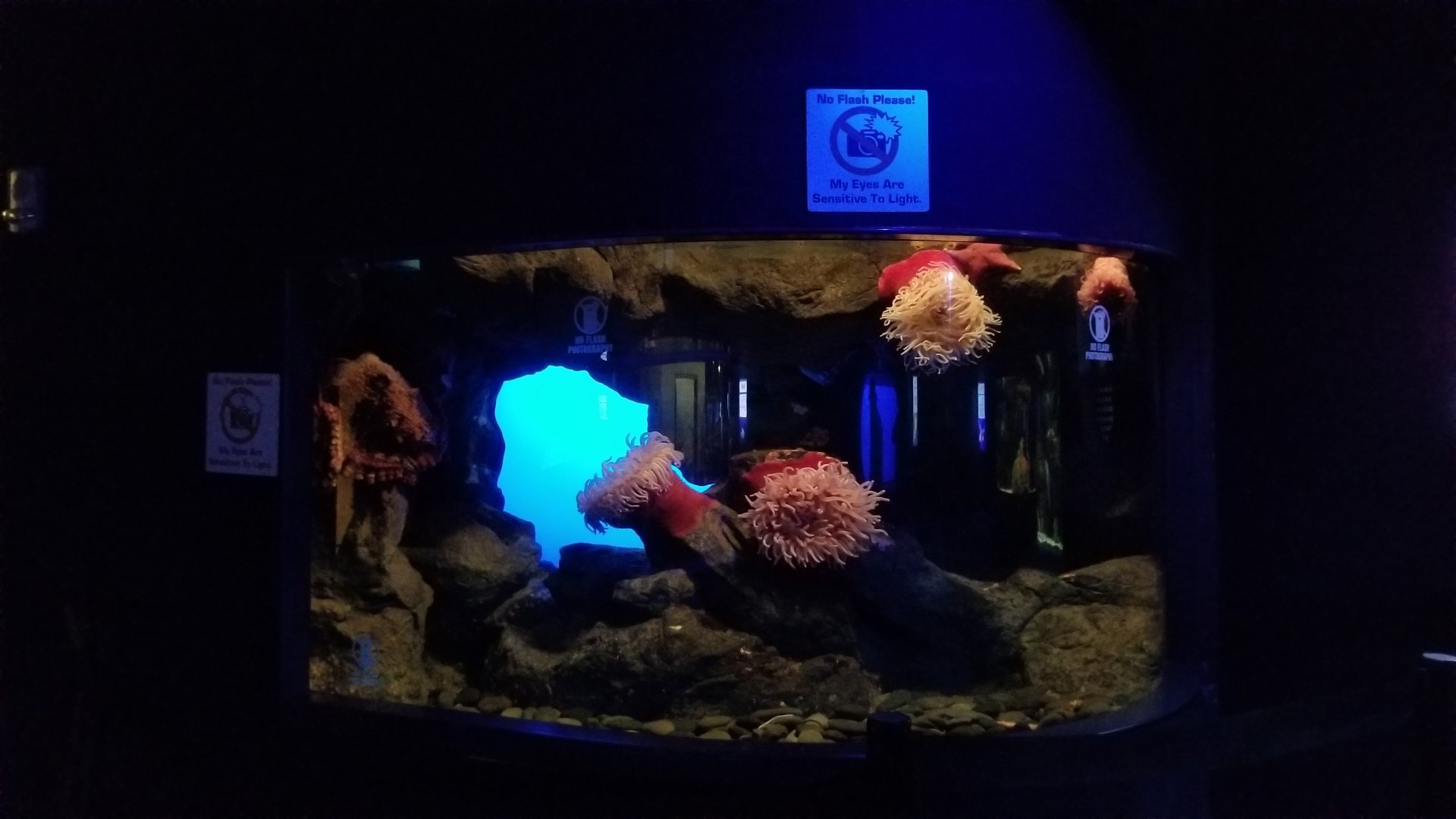 Aq of the Smokies - Giant Pacific Octopus