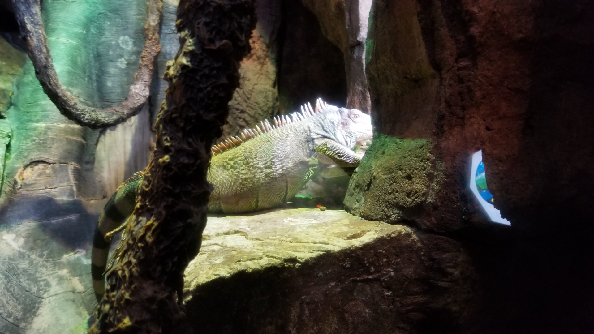 Aq of the Smokies - Green iguana