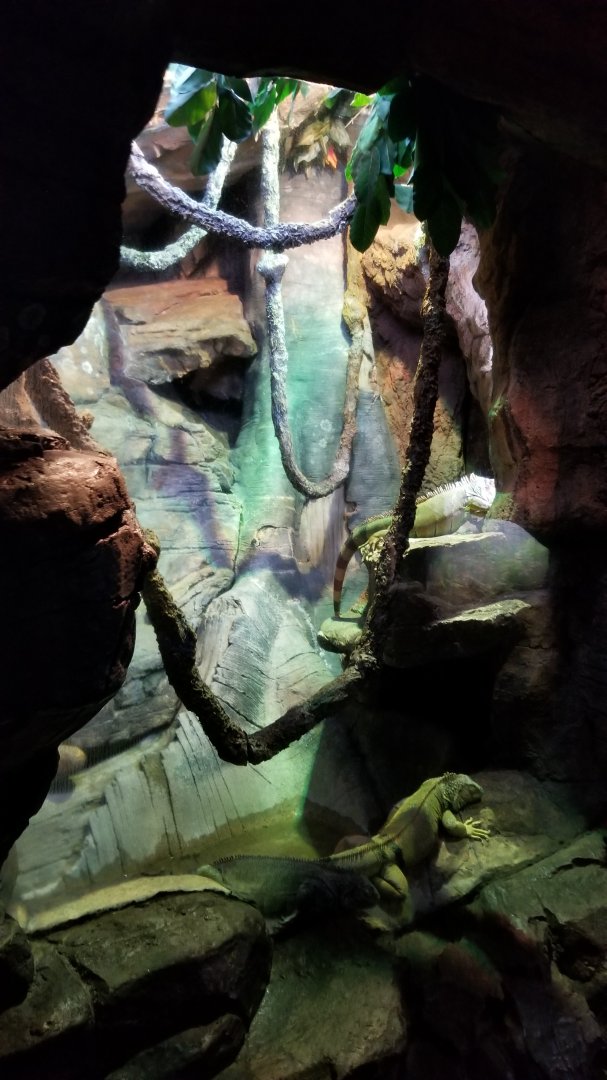 Aq of the Smokies - Green iguanas